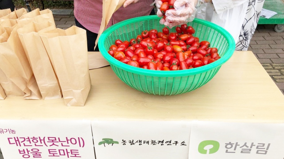 못난이 방울토마토 사진